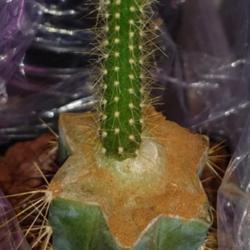 Location: Wiesbaden - Germany
Date: 2021-04-14
Seedling from Aug. 2020 grafted on Cereus azureus