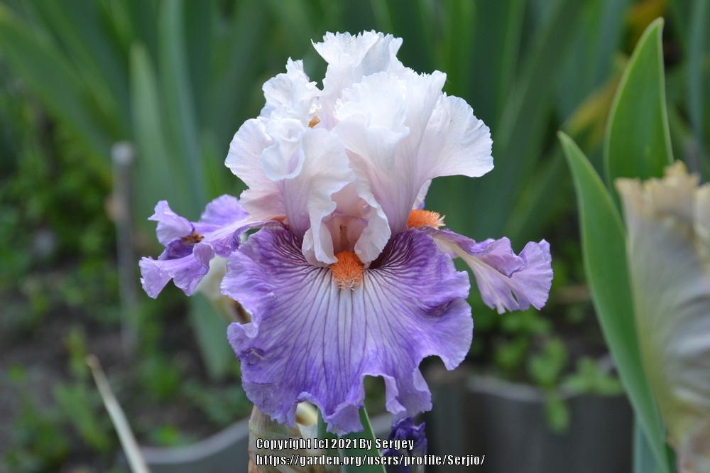 Photo of Tall Bearded Iris (Iris 'Limerence') uploaded by Serjio