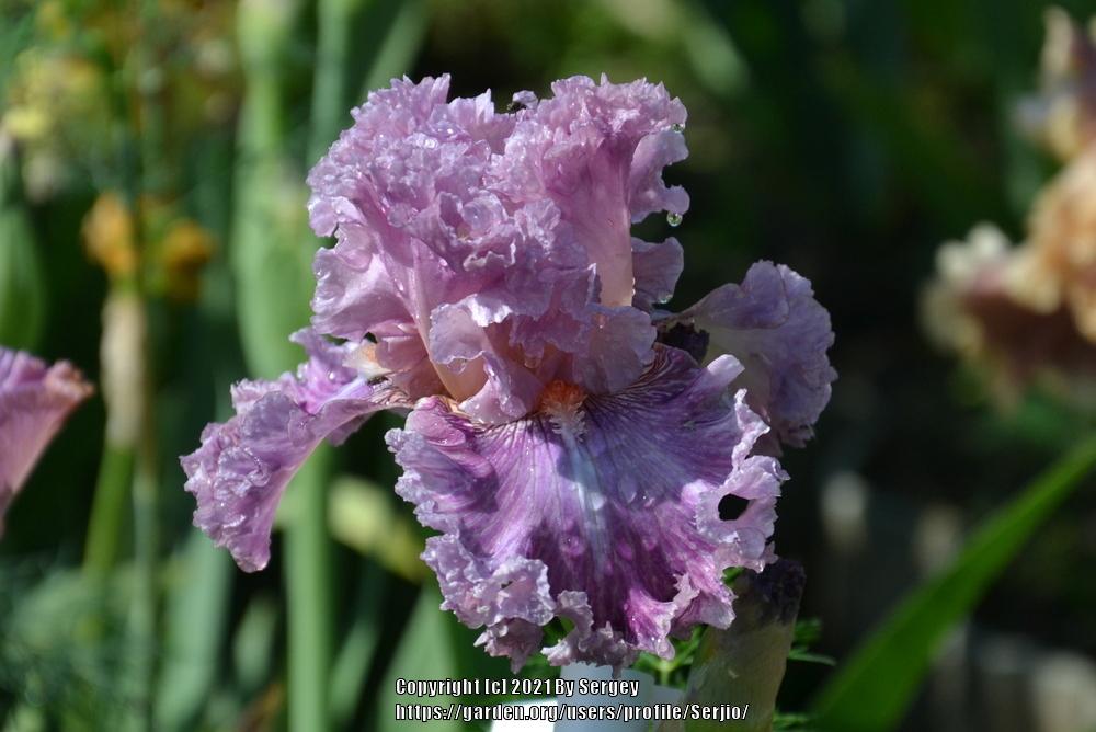 Photo of Tall Bearded Iris (Iris 'Just Witchery') uploaded by Serjio