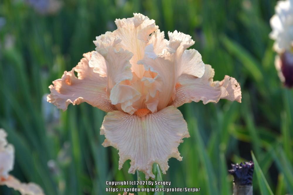 Photo of Tall Bearded Iris (Iris 'Luscious Lace') uploaded by Serjio