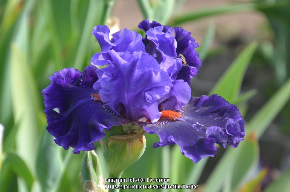 Photo of Tall Bearded Iris (Iris 'Lecture') uploaded by Serjio
