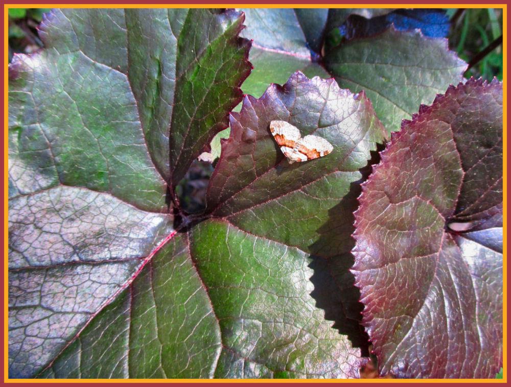 Photo of Ligularia (Ligularia dentata 'Britt Marie Crawford') uploaded by Strever