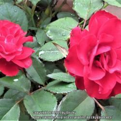 Location: Sebastian, Florida
Date: 2021-04-16
Small deep red rose blooms.