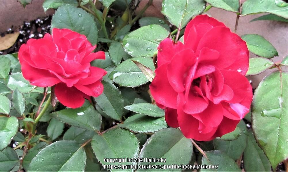 Photo of Rose (Rosa 'Europeana') uploaded by beckygardener