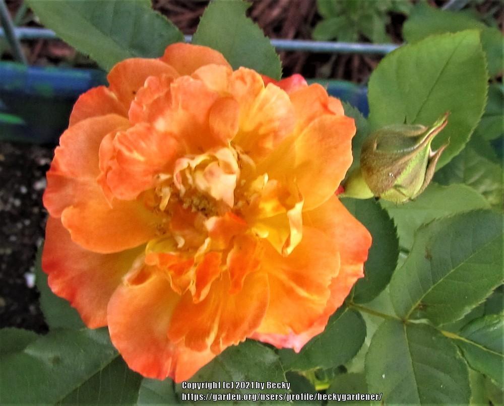 Photo of Rose (Rosa 'Pinata') uploaded by beckygardener