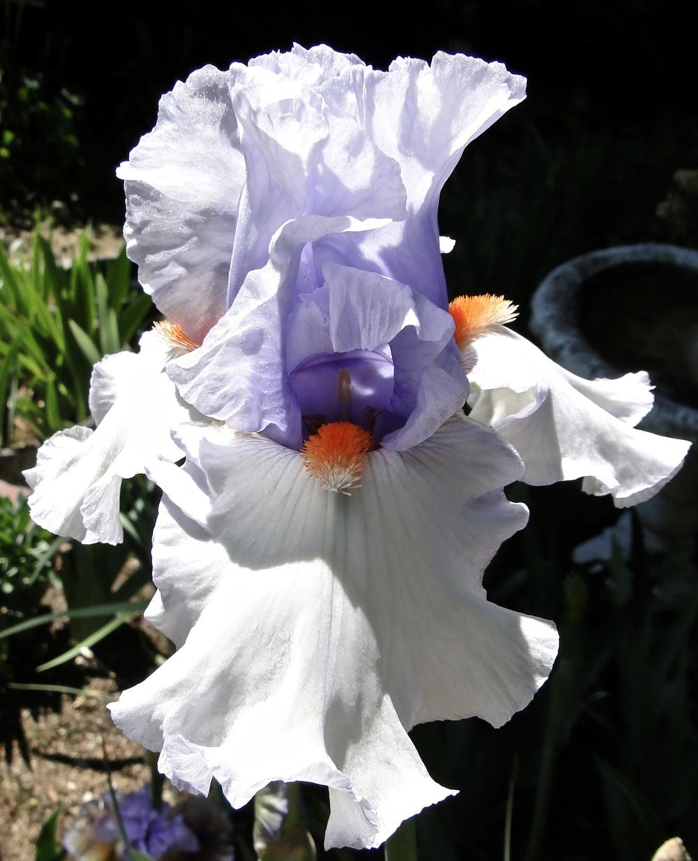 Photo of Tall Bearded Iris (Iris 'Friendly Fire') uploaded by golden_goddess