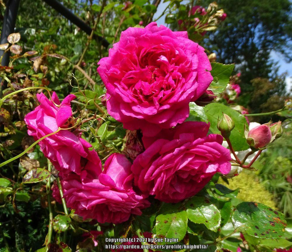 Photo of Rose (Rosa 'Laguna') uploaded by kniphofia