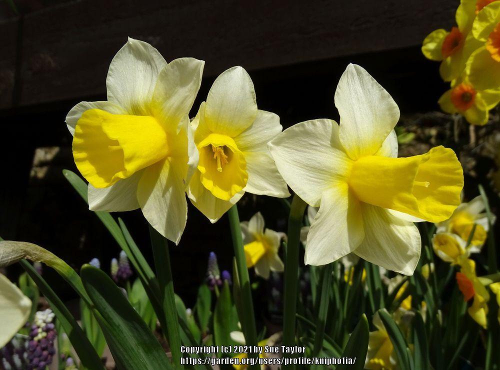 Photo of Jonquilla Daffodil (Narcissus 'Golden Echo') uploaded by kniphofia