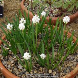 Location: RHS Harlow Carr alpine house, Yorkshire, UK
Date: 2021-04-10
