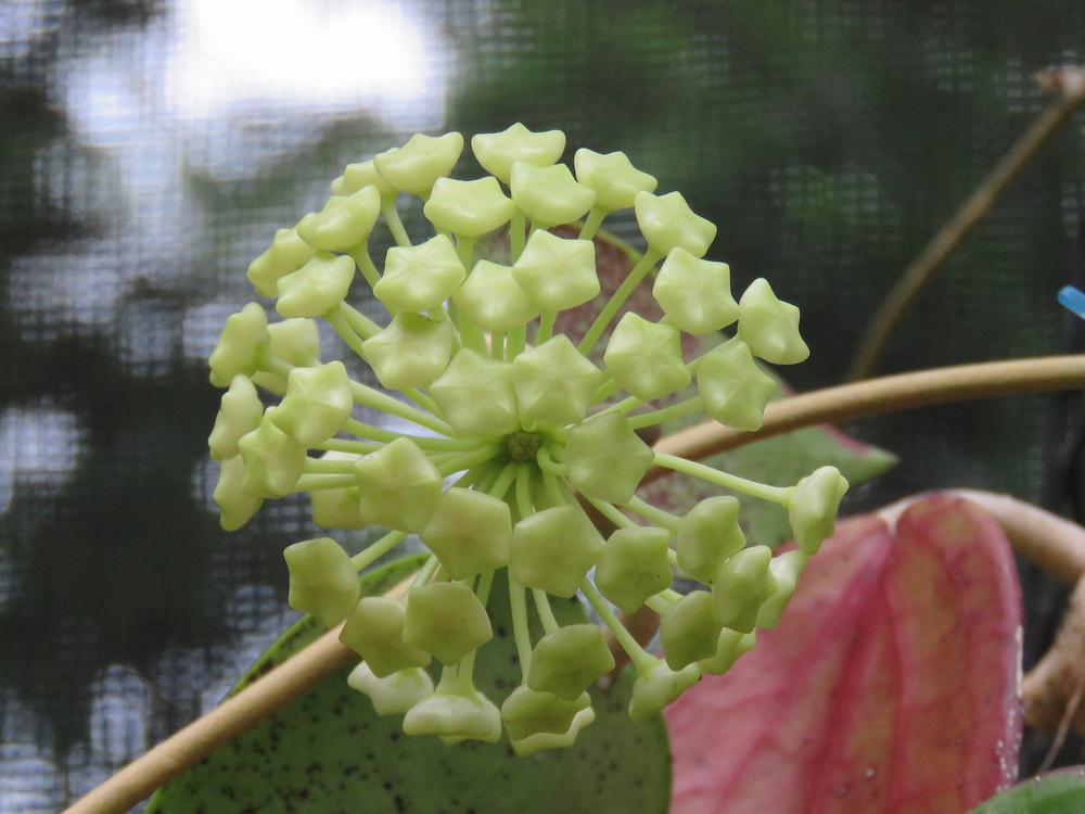 Photo of Wax Plant (Hoya pottsii) uploaded by plantladylin