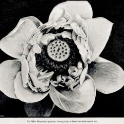 
Date: c. 1885
photograph from 'The Garden', 1885