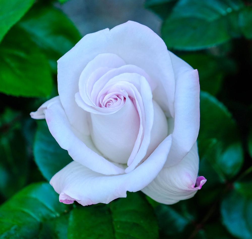 Photo of Rose (Rosa 'World War II Memorial Rose') uploaded by AnnKNCalif