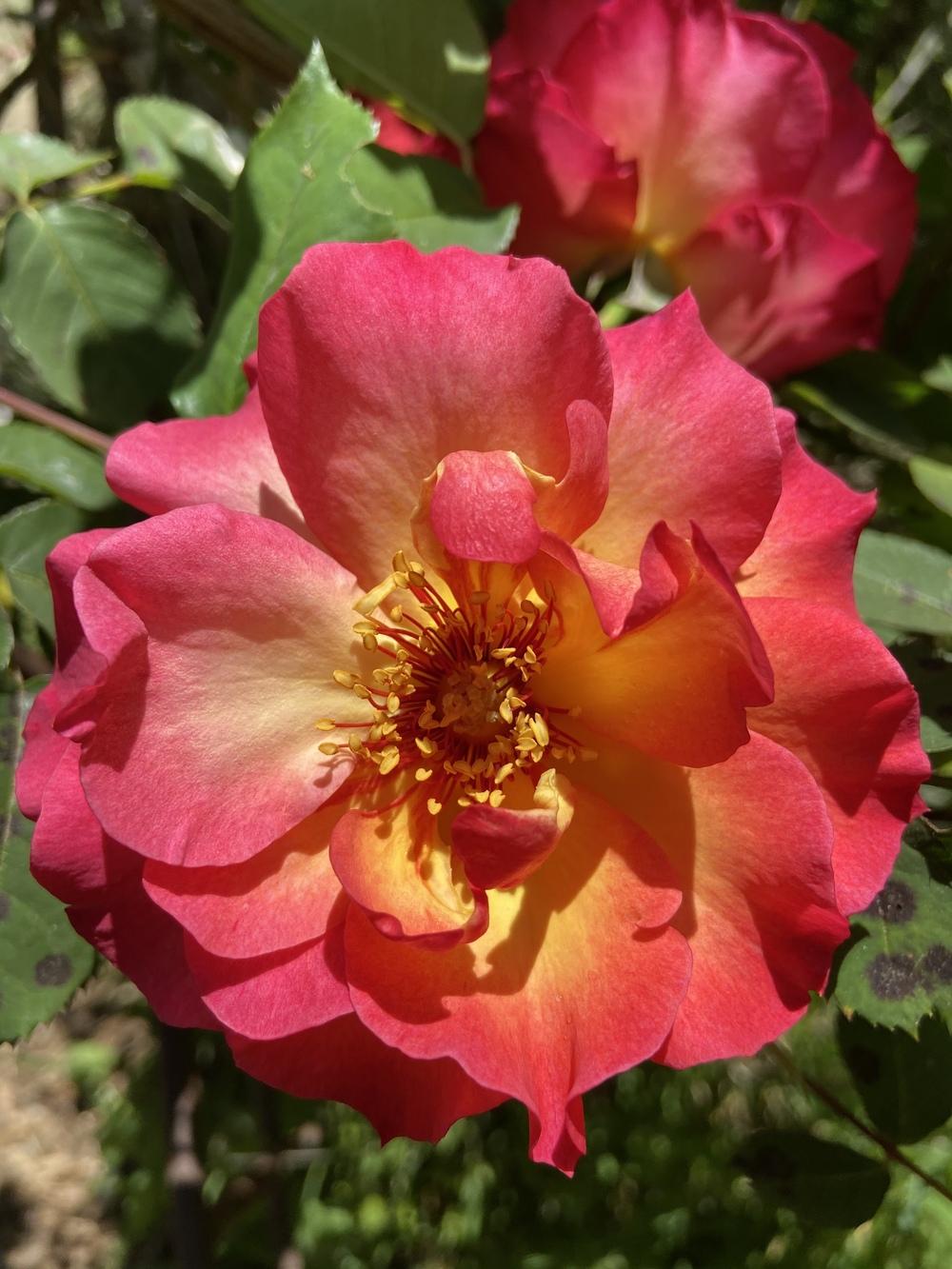 Photo of Rose (Rosa 'Frank's Climber') uploaded by Calif_Sue