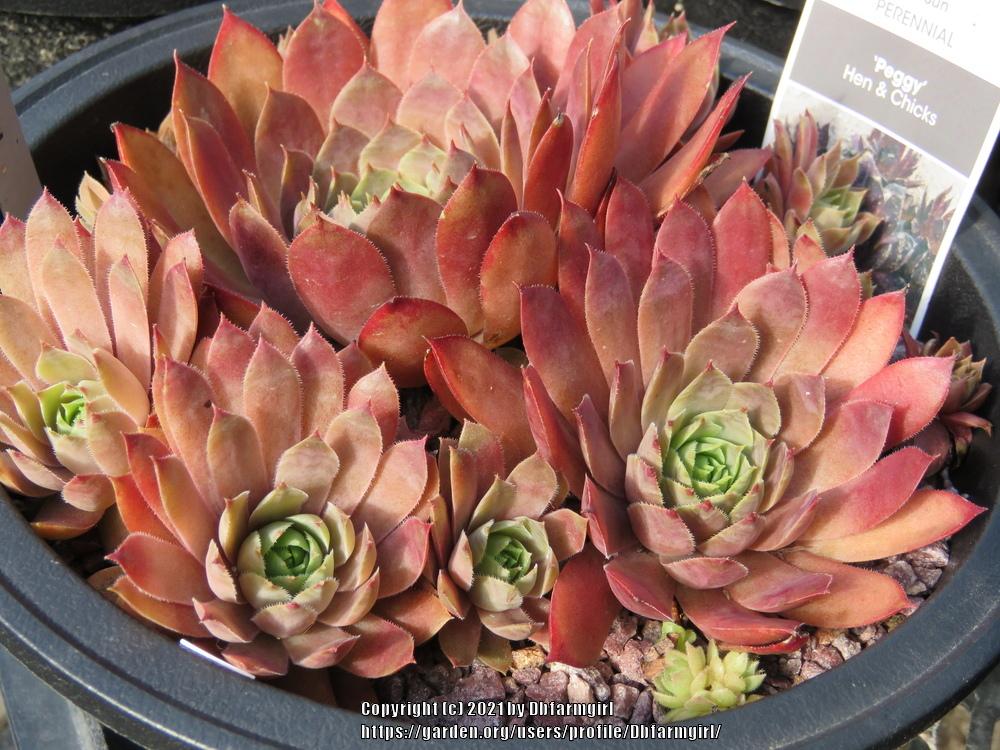 Photo of Hen and Chicks (Sempervivum 'Peggy') uploaded by Dbfarmgirl