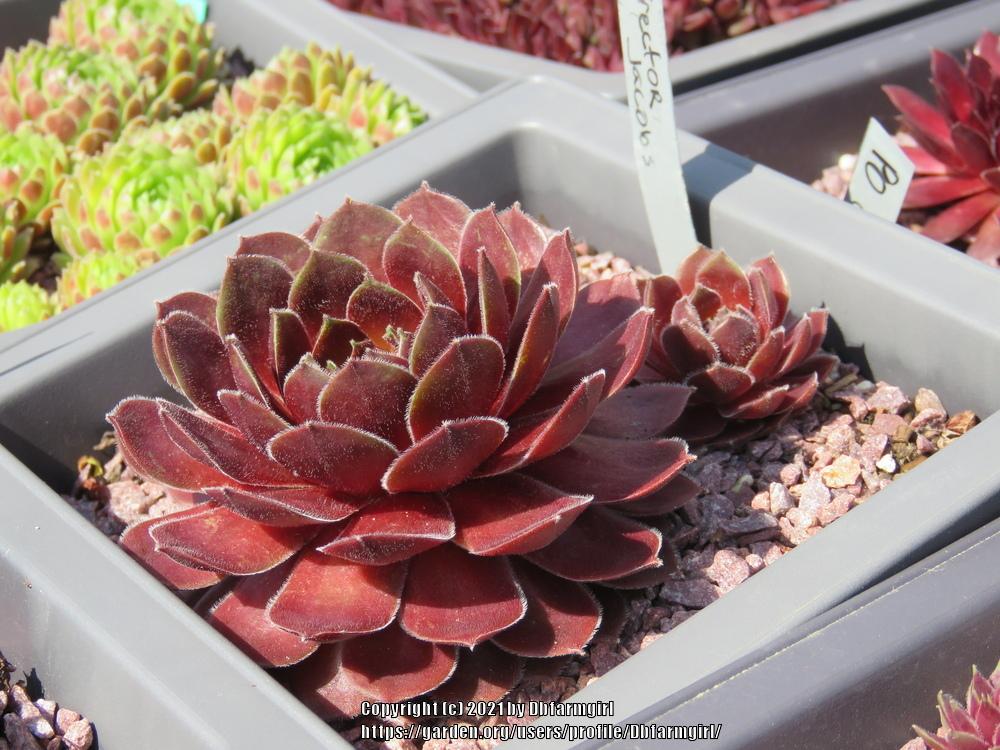 Photo of Hen and Chicks (Sempervivum 'Director Jacobs') uploaded by Dbfarmgirl