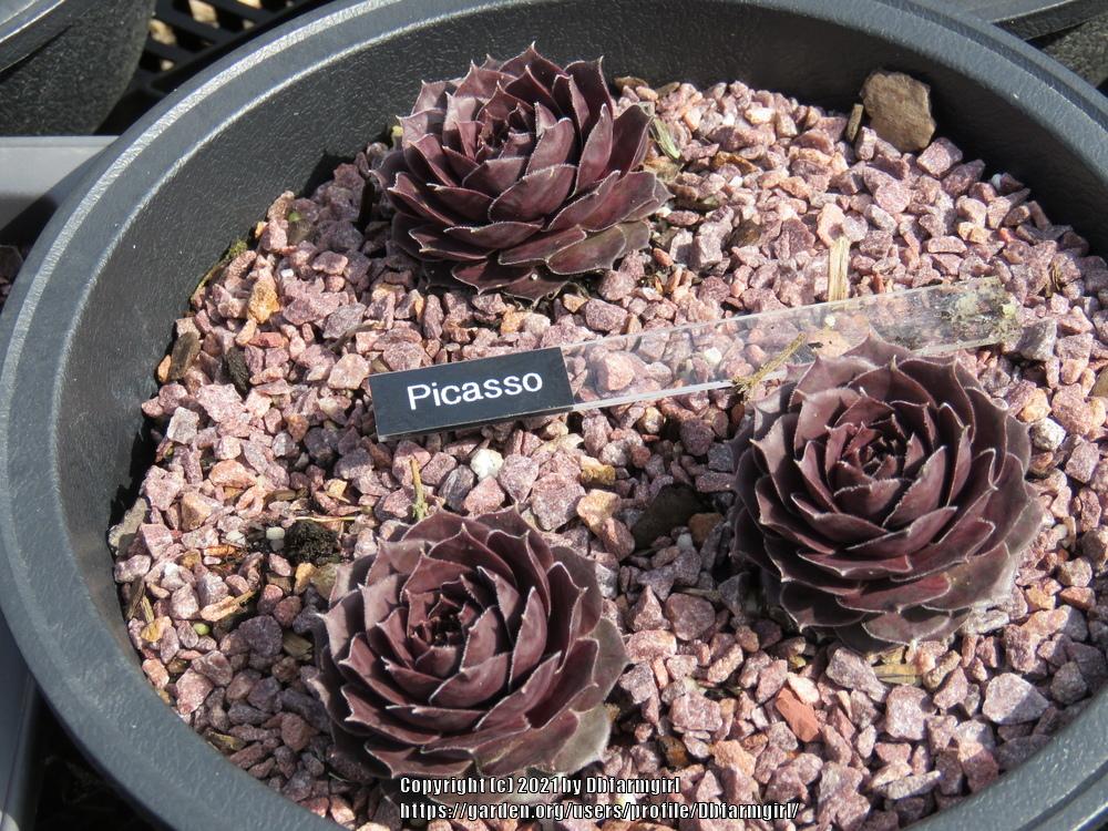 Photo of Hen and Chicks (Sempervivum 'Picasso') uploaded by Dbfarmgirl