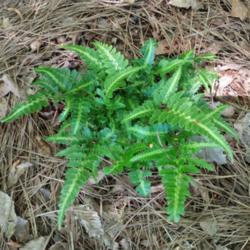 
This fern is a slow grower for me.
