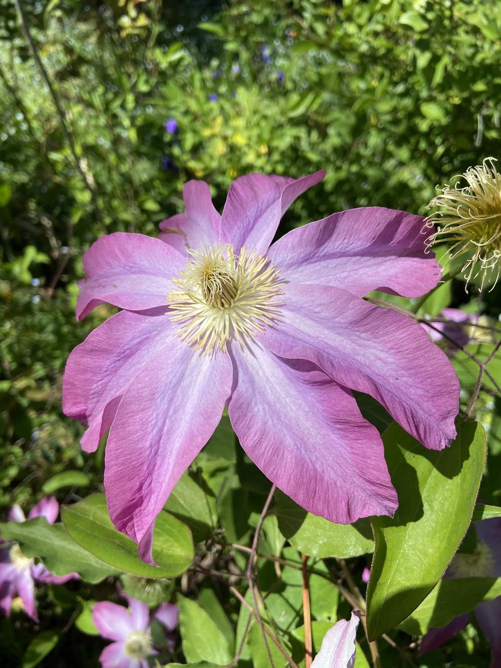 Photo of Clematis 'Pink Champagne' uploaded by Calif_Sue