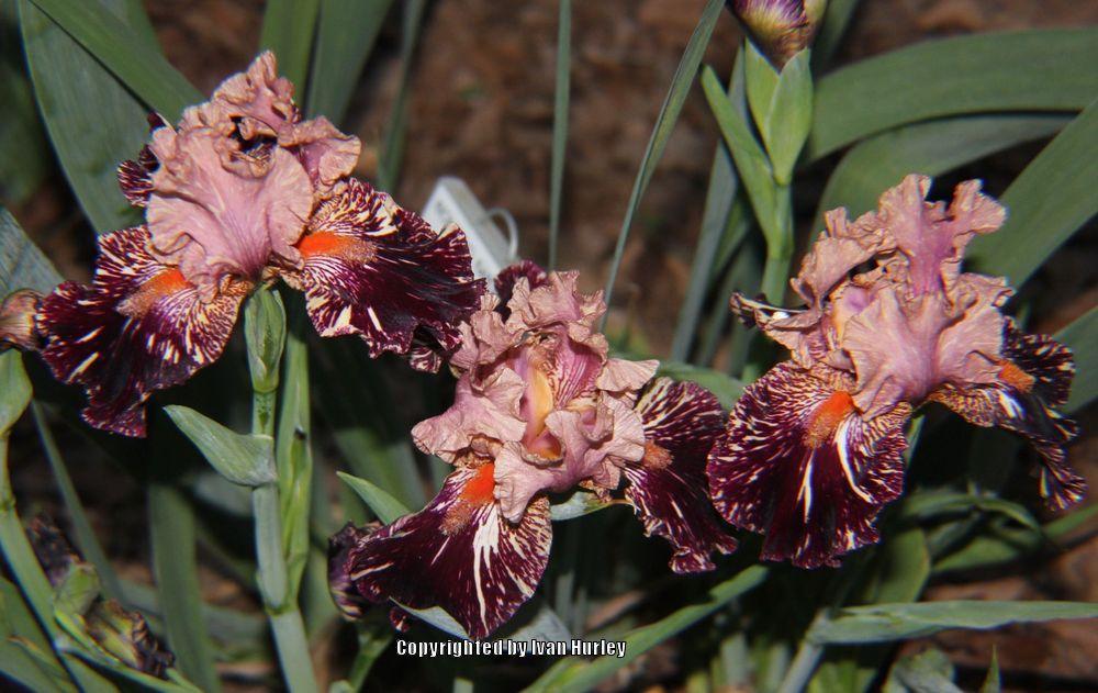 Photo of Tall Bearded Iris (Iris 'Kickapoo Kangaroo') uploaded by Ivan_N_Tx