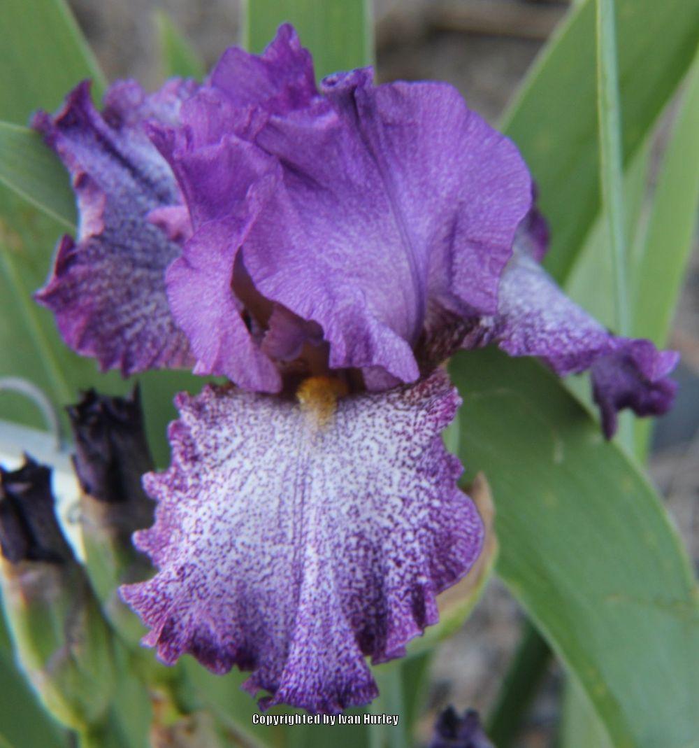 Photo of Tall Bearded Iris (Iris 'Celestial Explosion') uploaded by Ivan_N_Tx