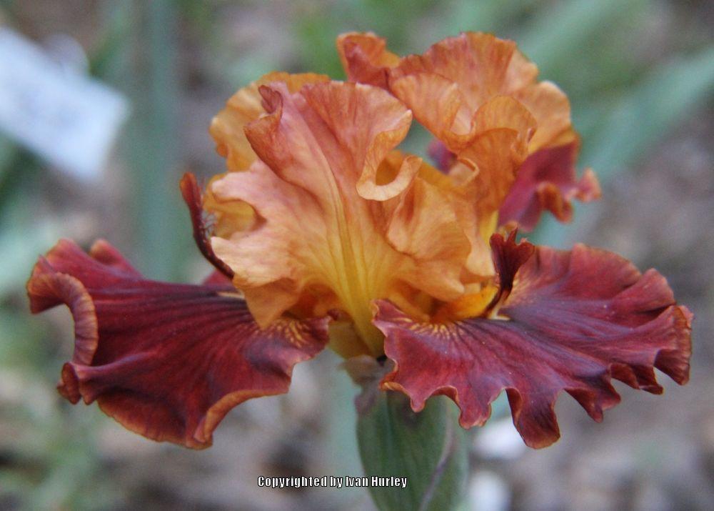 Photo of Tall Bearded Iris (Iris 'Solar Fire') uploaded by Ivan_N_Tx