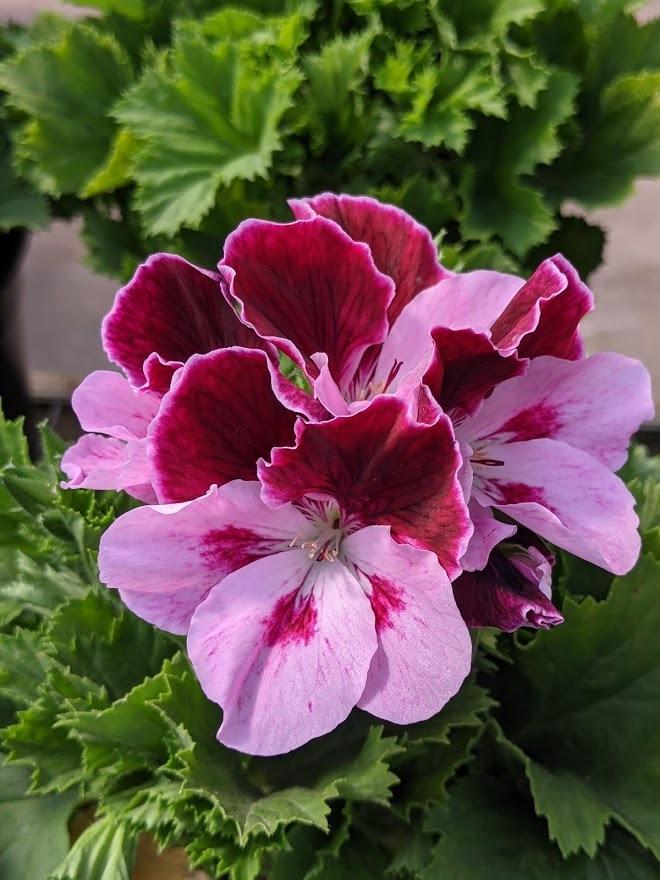 Photo of Martha Washington Geranium (Pelargonium Elegance™ Elegance Purple Majesty) uploaded by Joy