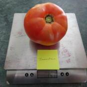 This is typical of the tomatoes that I harvested from Jamestown i