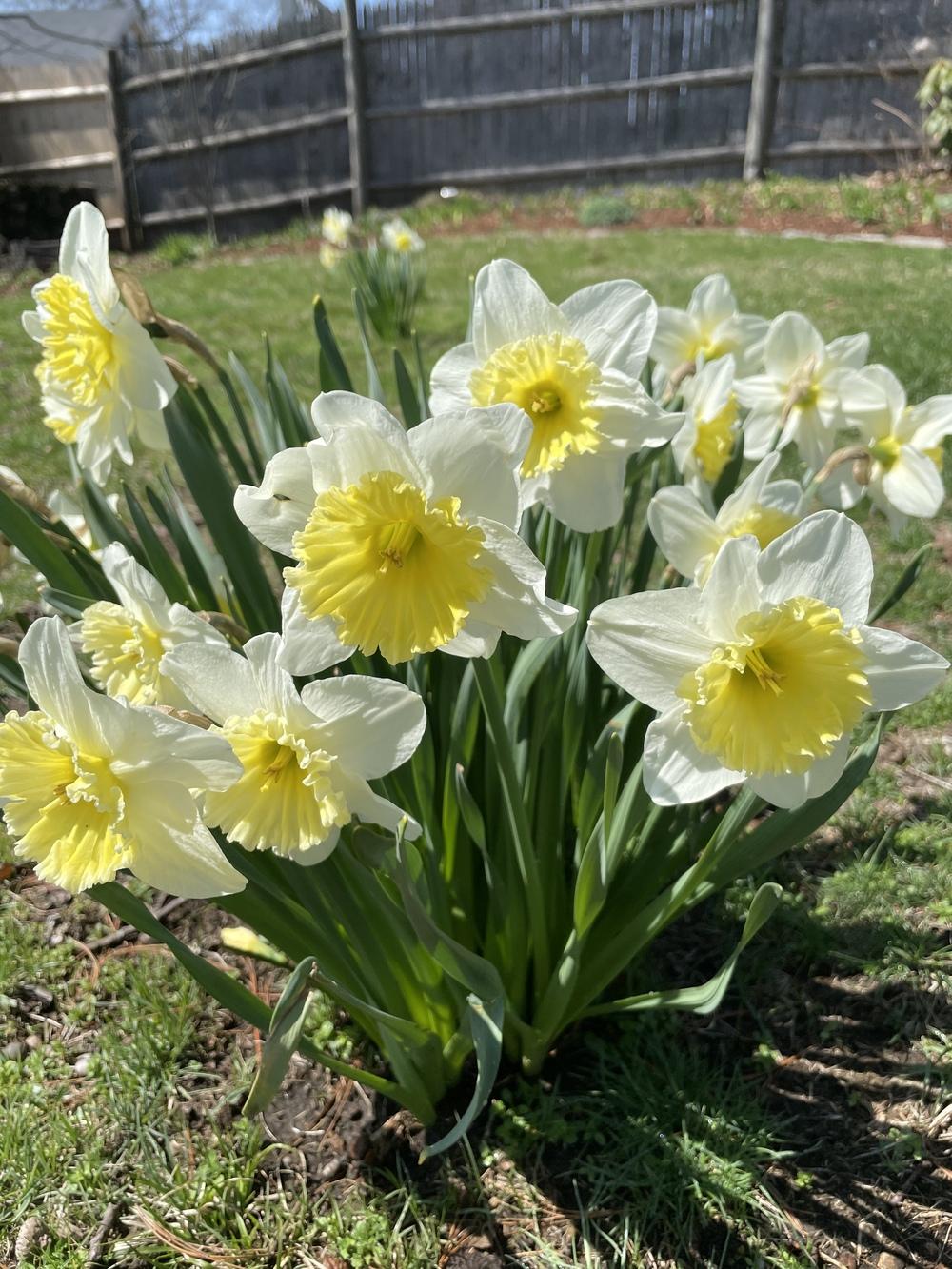 Photo of Large-Cupped Daffodil (Narcissus 'Ice Follies') uploaded by Zoia