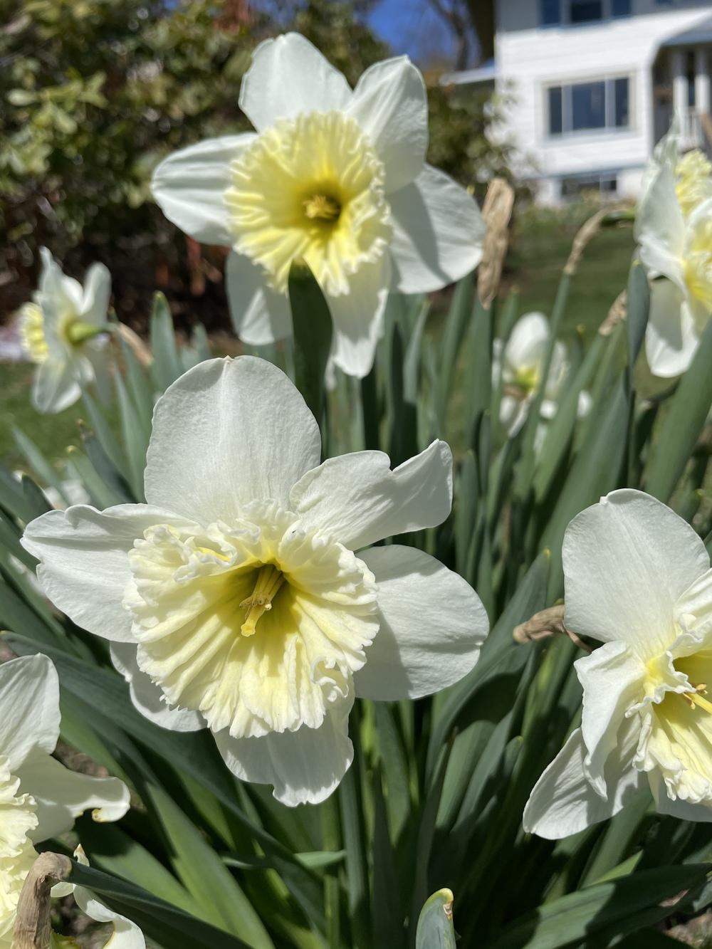 Photo of Large-Cupped Daffodil (Narcissus 'Ice Follies') uploaded by Zoia