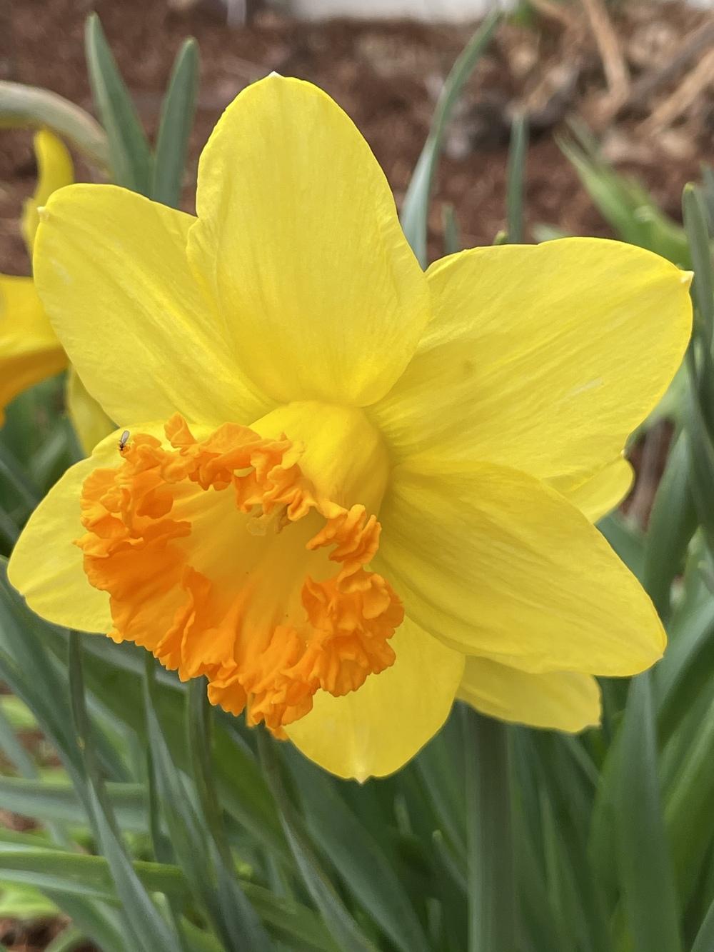 Photo of Large-cupped Daffodil (Narcissus 'Fortissimo') uploaded by Zoia