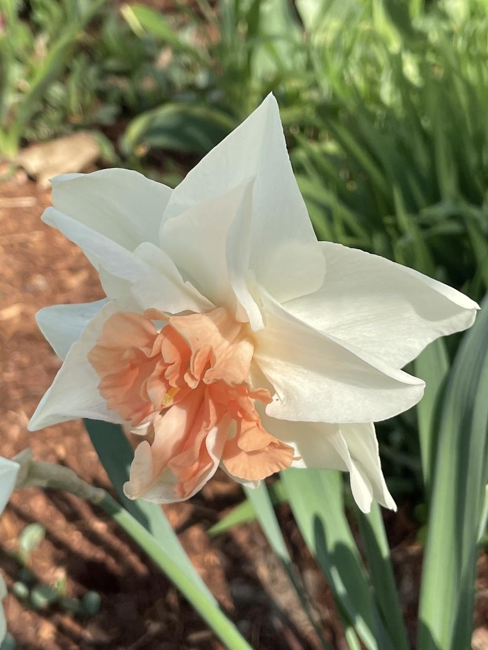 Photo of Double Daffodil (Narcissus 'Candy Princess') uploaded by Zoia