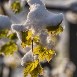 Location: Ann Arbor, Michigan
Date: 2021-04-21
Young leaves of Norway maple draped in snow from a late April sto