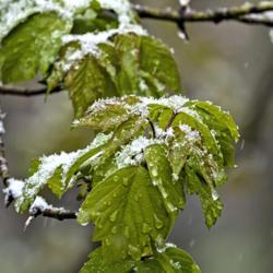 Location: Ann Arbor, Michigan
Date: 2021-04-20
Young box elder leaves being bathed in a late season snow shower.