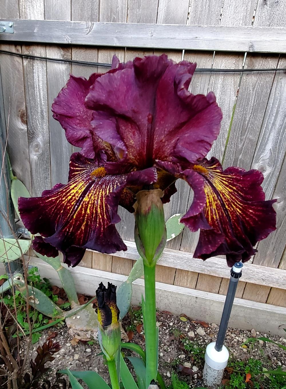 Photo of Tall Bearded Iris (Iris 'Drama Queen') uploaded by javaMom