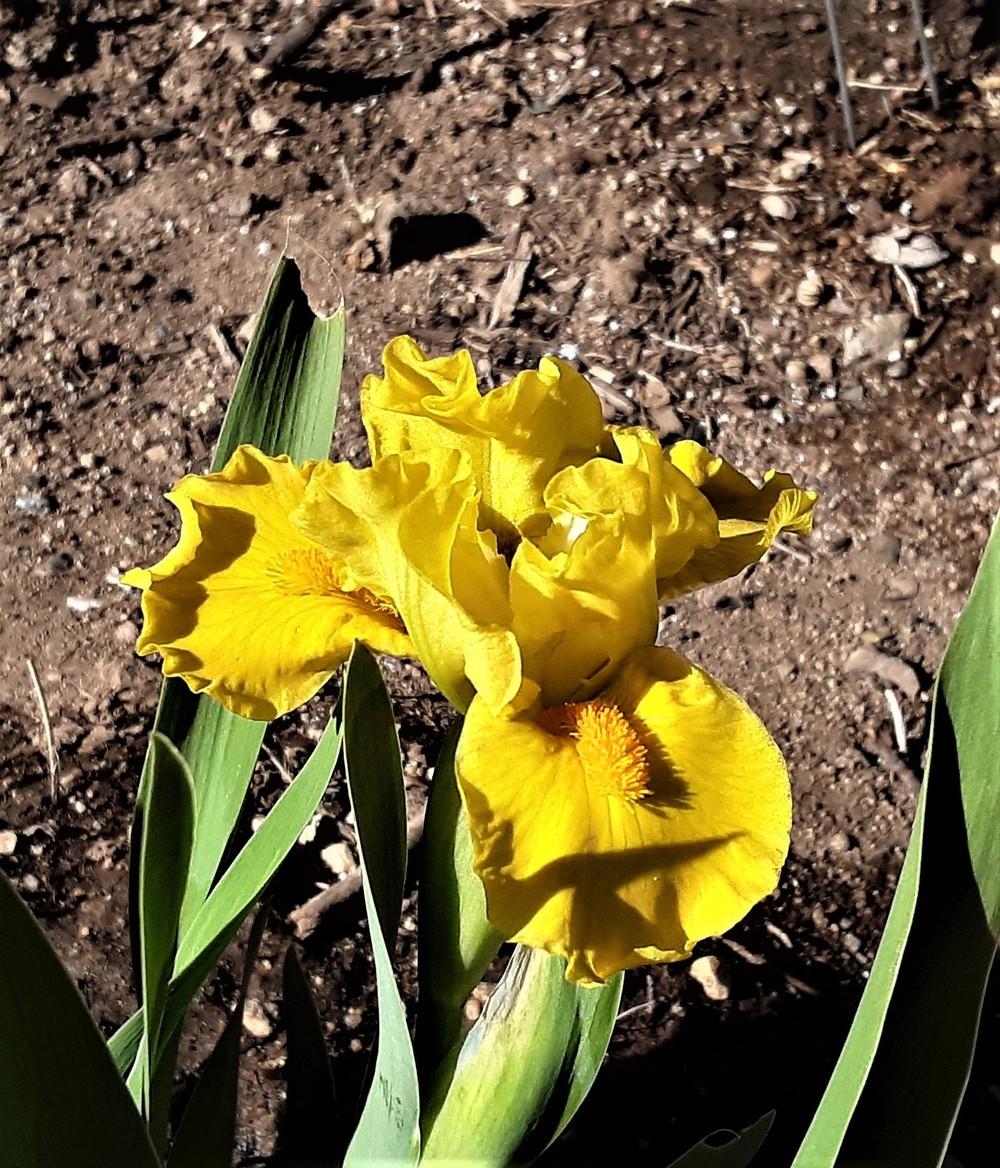 Photo of Standard Dwarf Bearded Iris (Iris 'Scream') uploaded by Bitoftrouble