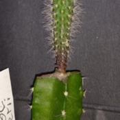 Seedling from Aug. 2020 grafted on Hylocereus undatus