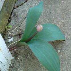 Location: Riverview, Robson, B.C.
Date: 2009-05-22
- A seedling found growing in a crack between the concrete and wo