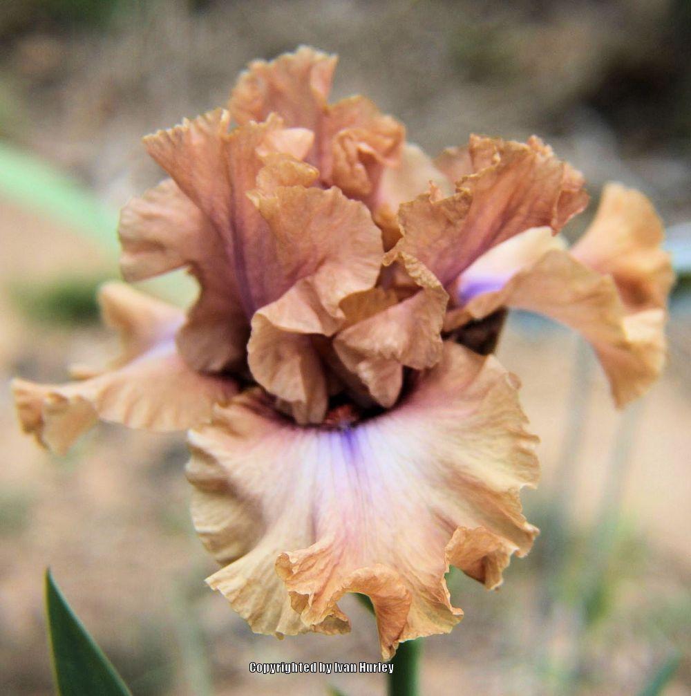 Photo of Tall Bearded Iris (Iris 'I Must Have It') uploaded by Ivan_N_Tx