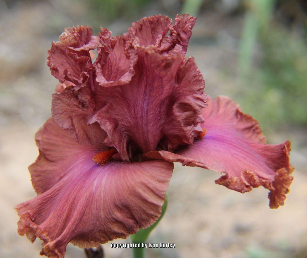 Photo of Tall Bearded Iris (Iris 'Copper Clouds') uploaded by Ivan_N_Tx