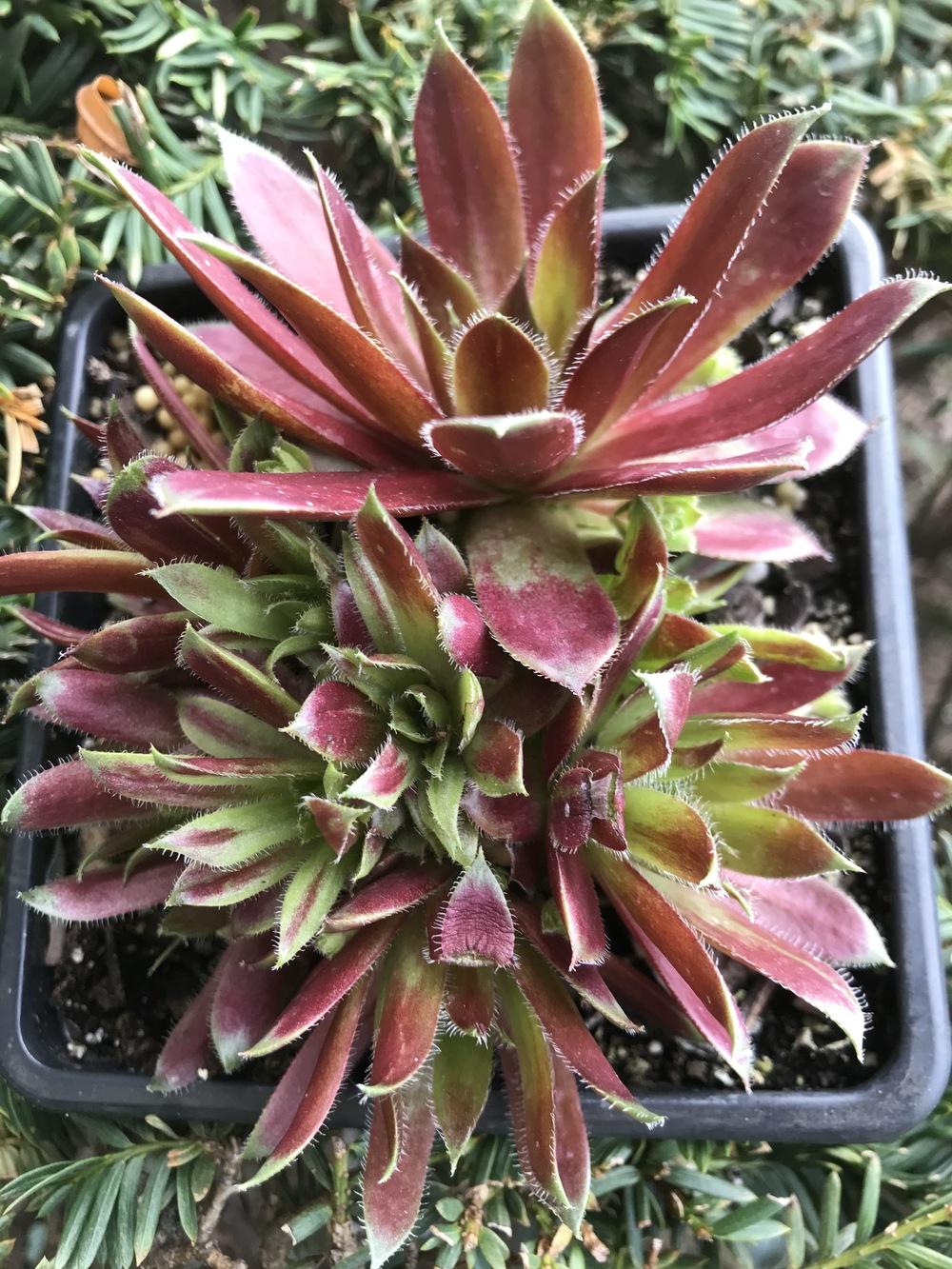 Photo of Hen and Chick (Sempervivum 'Red Lion Variegated') uploaded by cwhitt