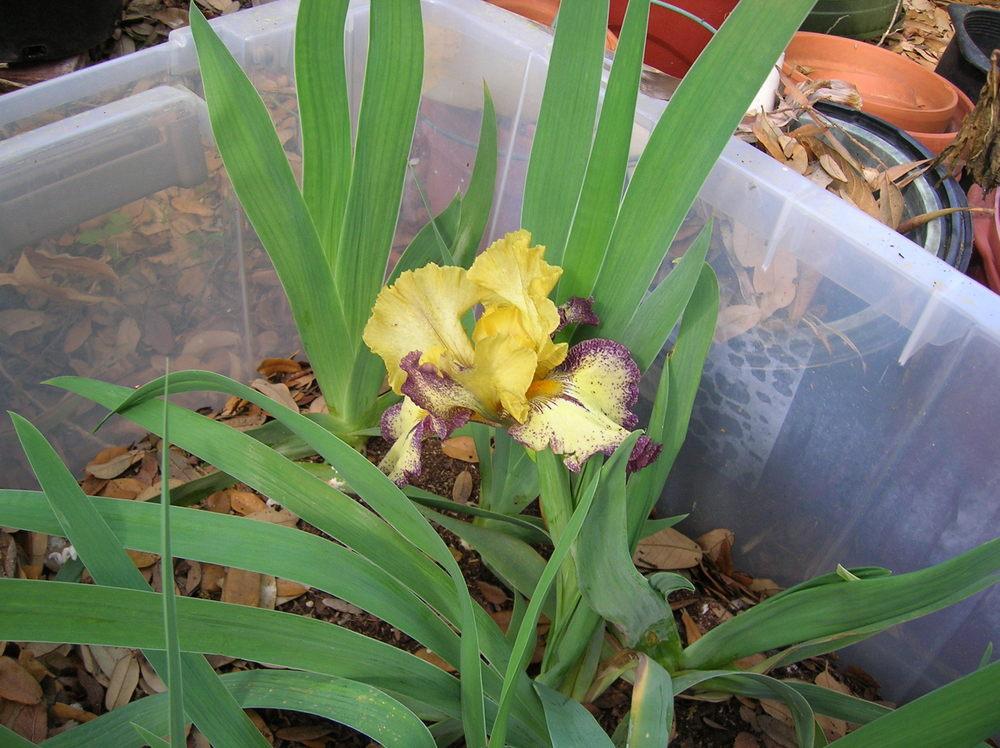 Photo of Tall Bearded Iris (Iris 'Aggressively Forward') uploaded by glendolyn