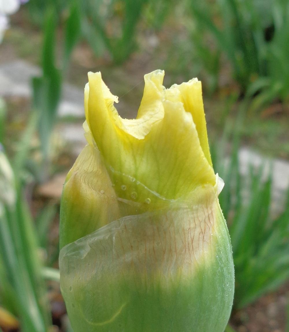Photo of Tall Bearded Iris (Iris 'Going Dutch') uploaded by lovemyhouse