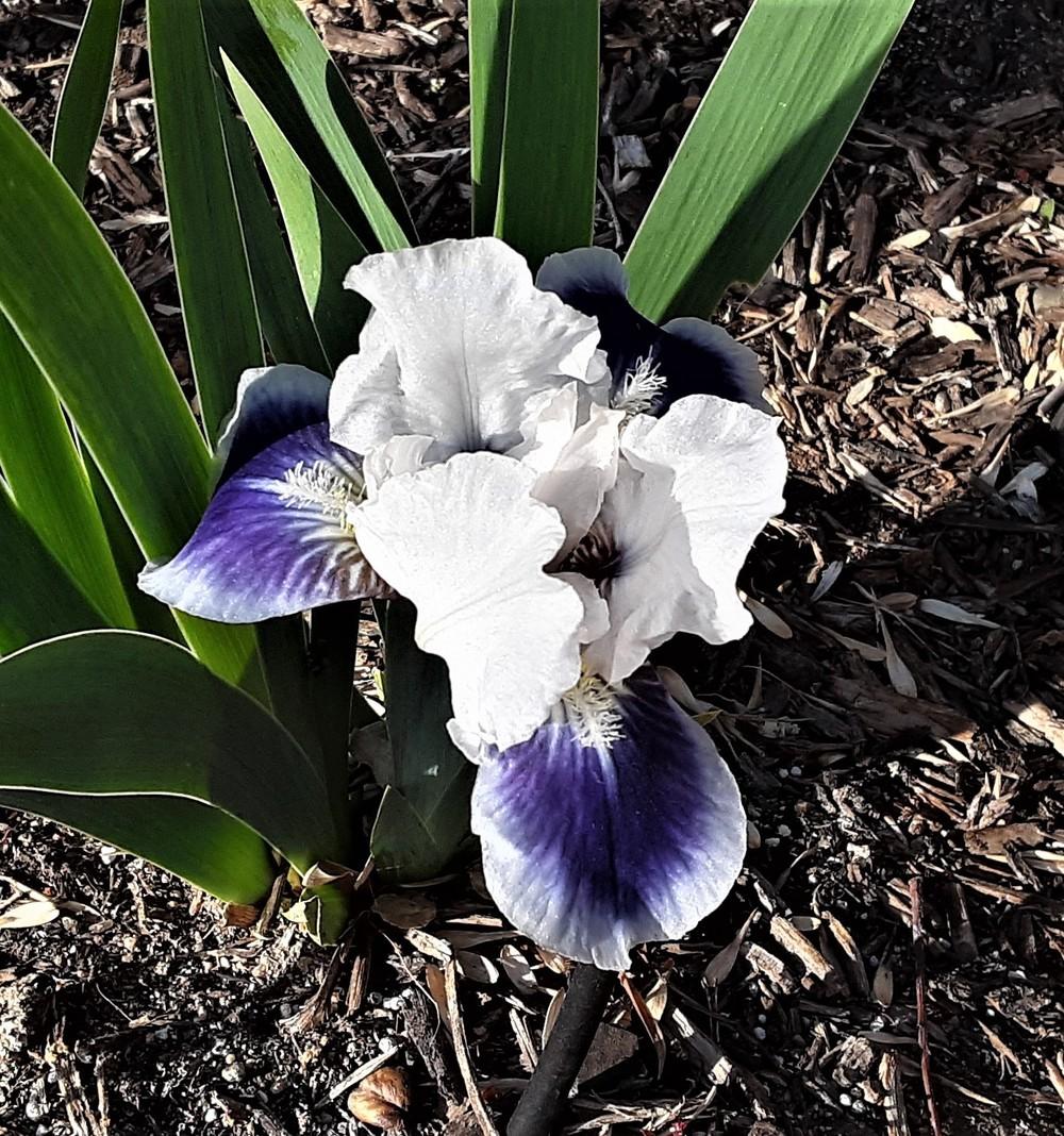 Photo of Standard Dwarf Bearded Iris (Iris 'Boo') uploaded by Bitoftrouble