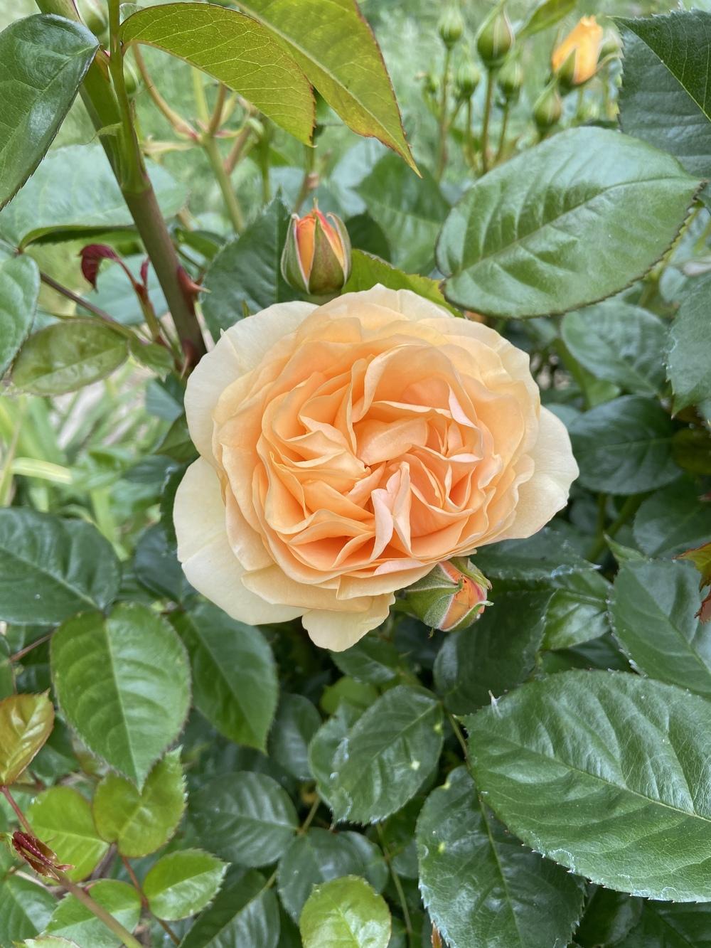 Photo of Floribunda Rose (Rosa 'Julia Child') uploaded by Calif_Sue