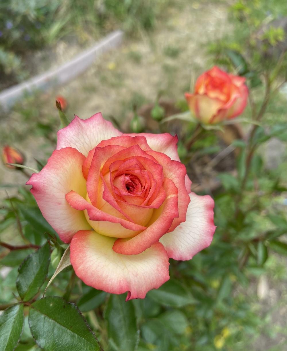 Photo of Rose (Rosa 'Ring of Fire') uploaded by Calif_Sue