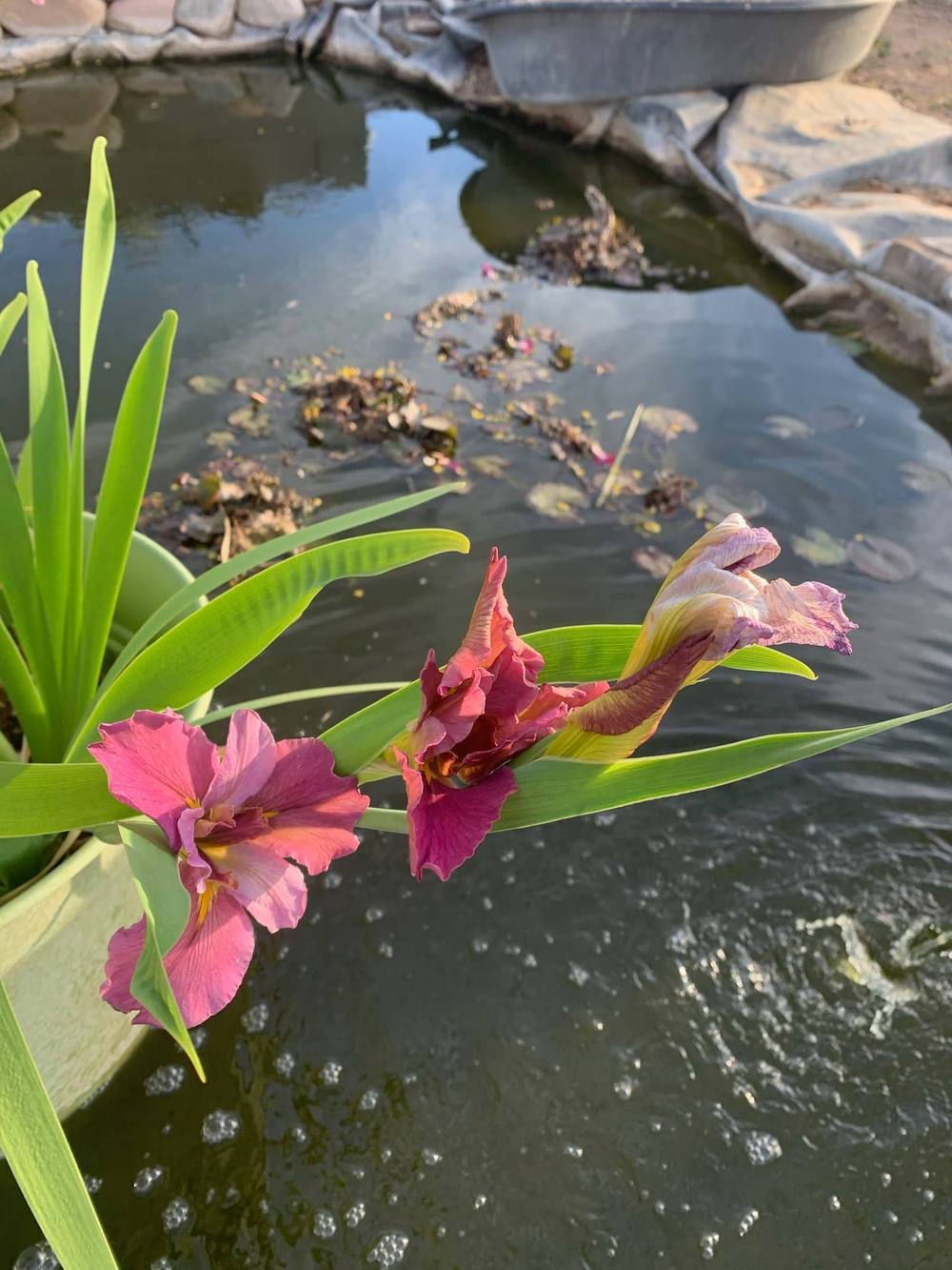 Photo of Louisiana Iris (Iris 'Goodwin Fire') uploaded by MShadow