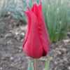 Elegant red tulip