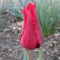 Location: southeast Nebraska 
Date: 2021-04-18 
Elegant red tulip