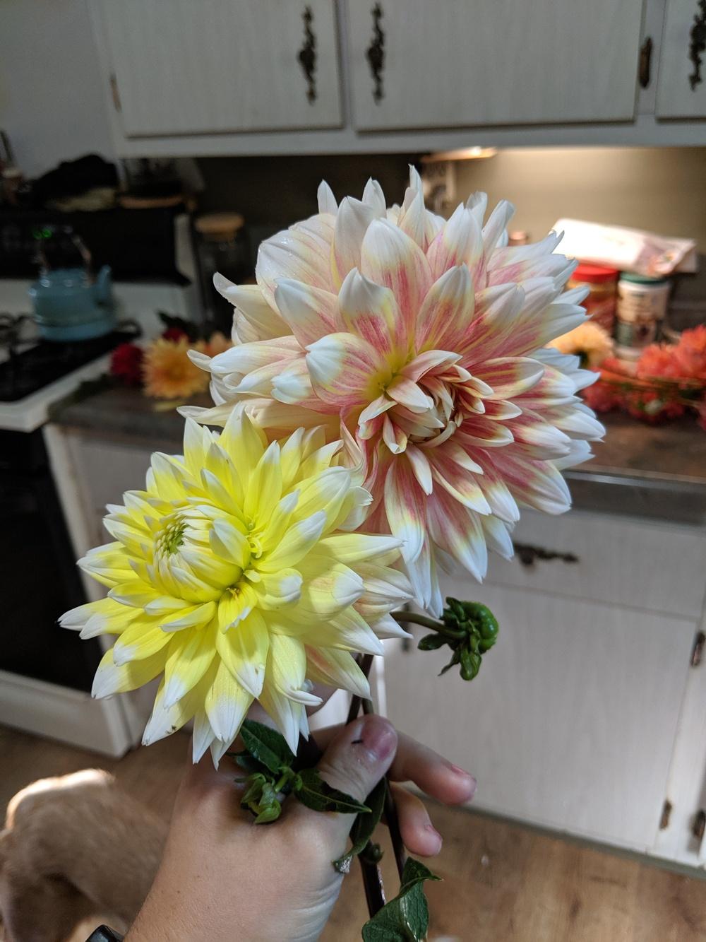 Photo of Dahlia 'Peaches and Cream' uploaded by petespetals