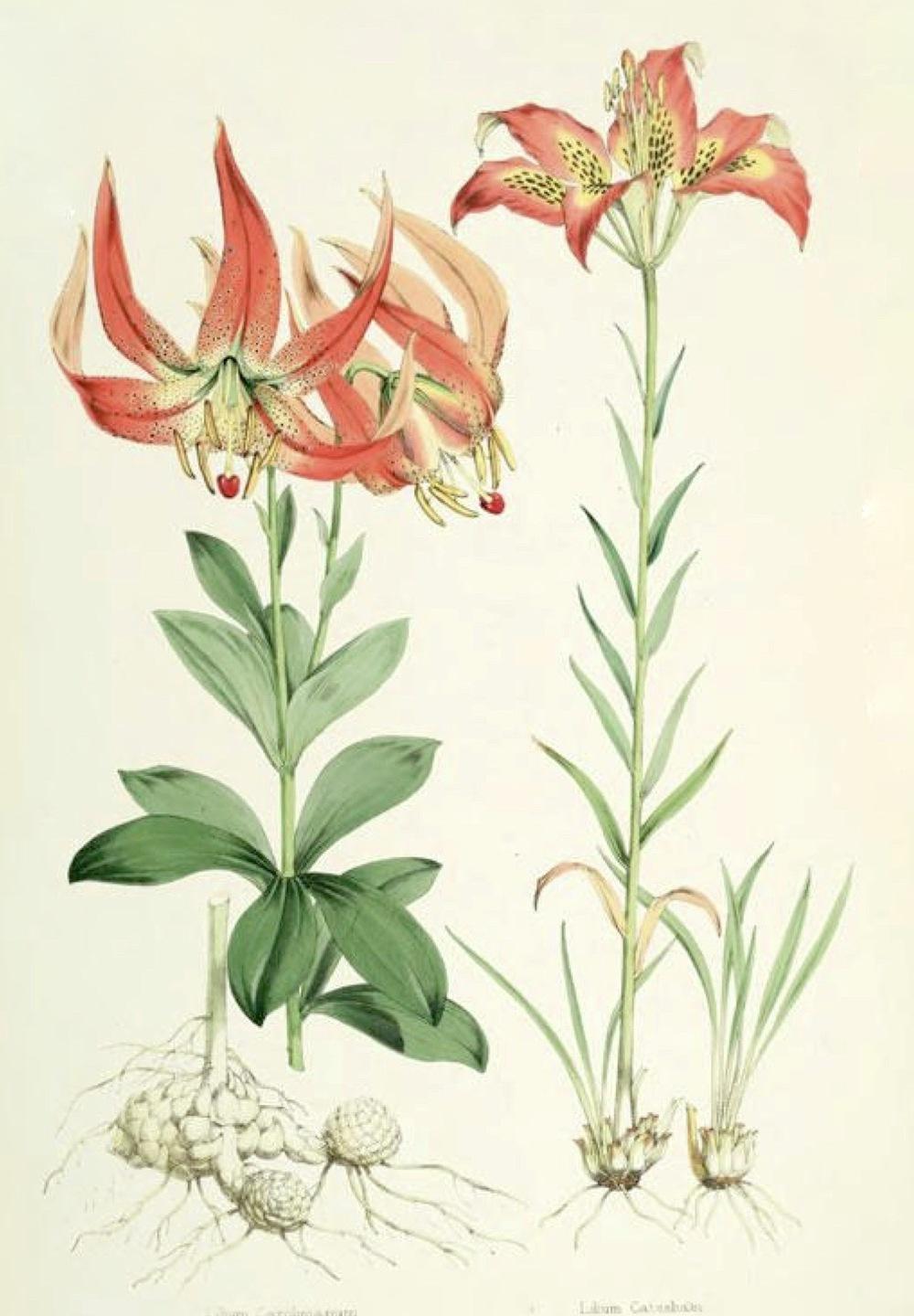 Photo of Catesby's Lily (Lilium catesbaei) uploaded by scvirginia